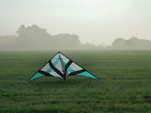 Morgenstimmung auf der Wiese